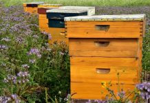 cire d’abeille